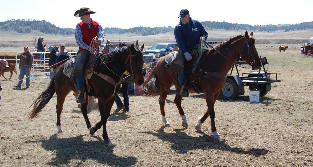 Diving into a sea of red: Morrill County ranch specializes in Red Angus